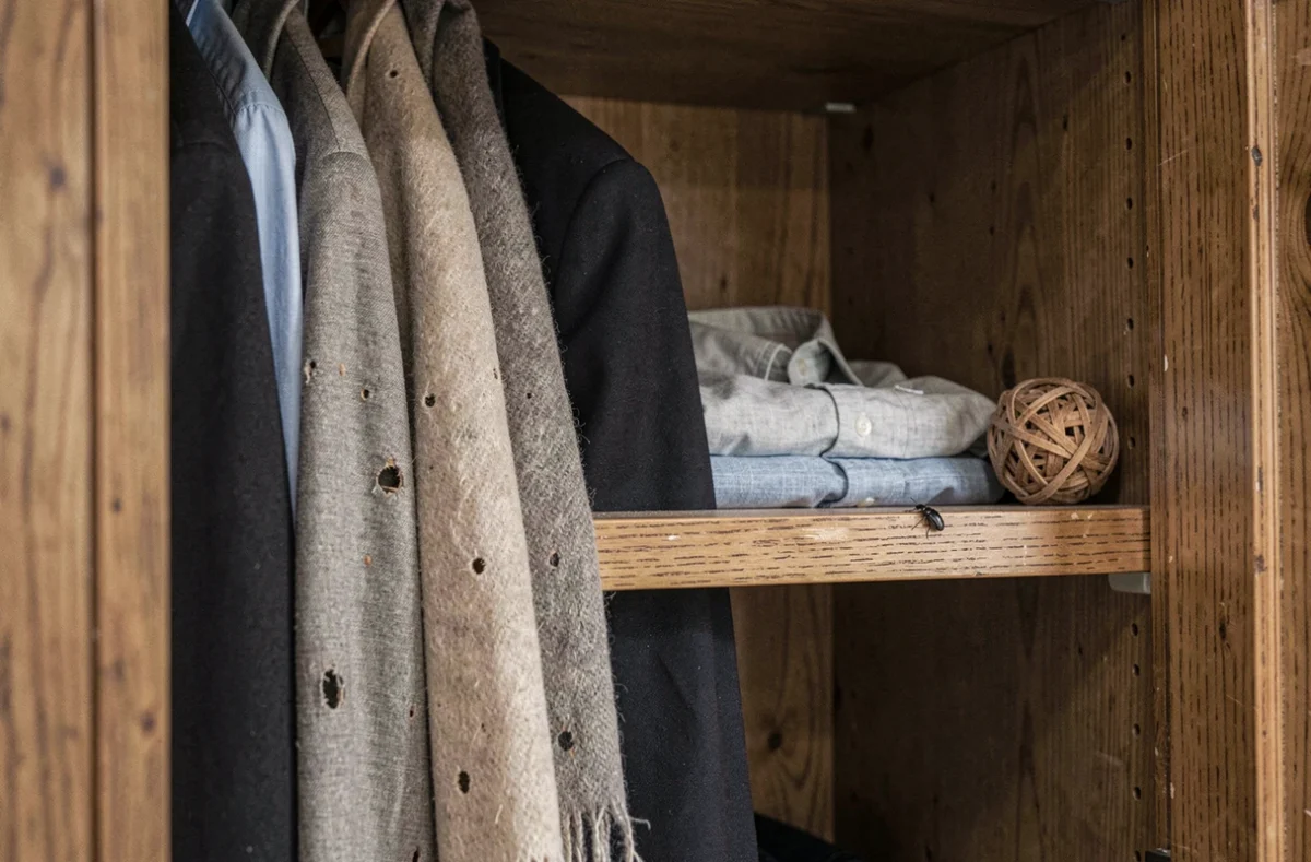 Intérieur d'armoire en bois avec vêtements abîmés par des insectes noirs, trous visibles sur tissu et blazer